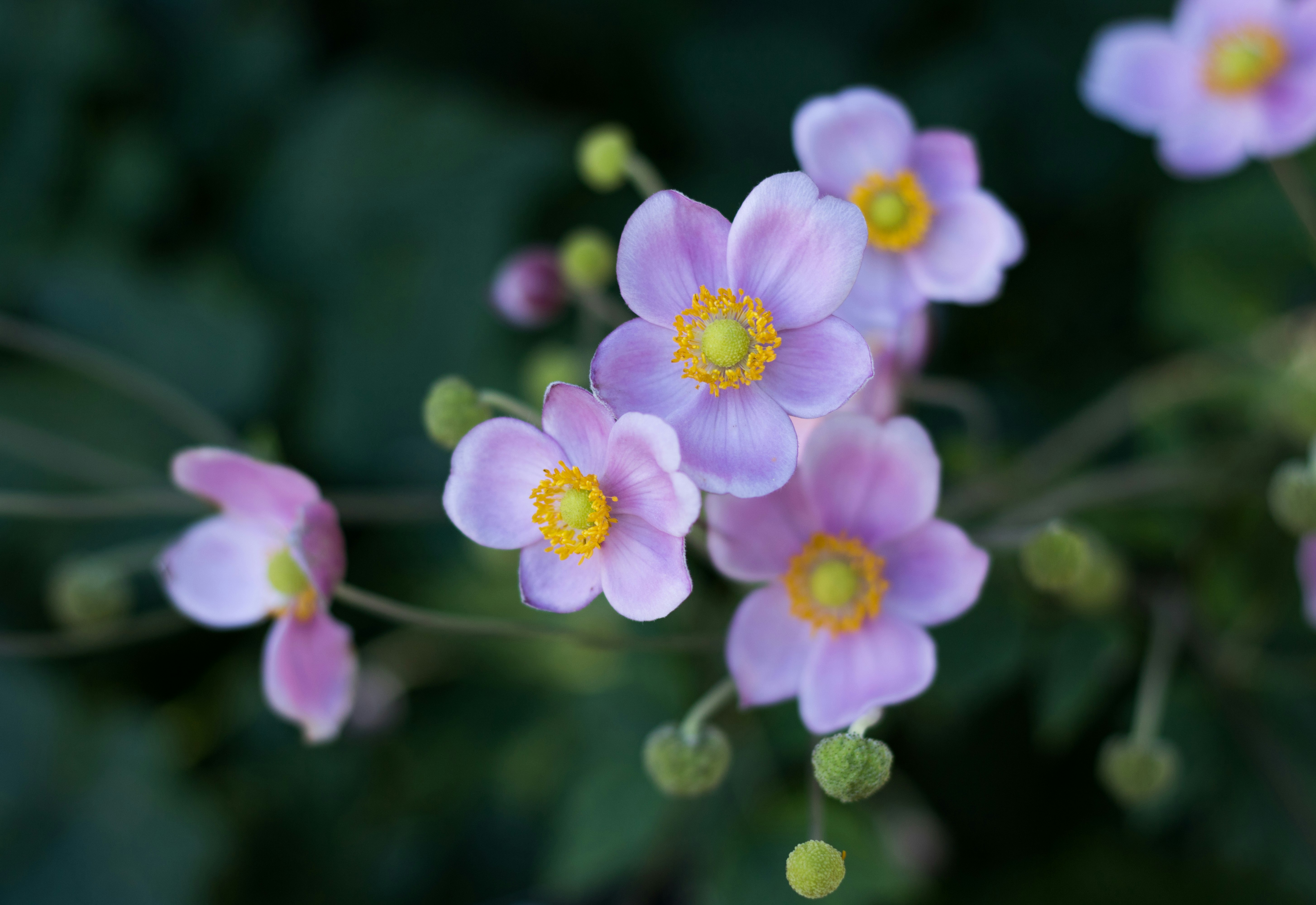 selective focus photography of purple petaled flowers